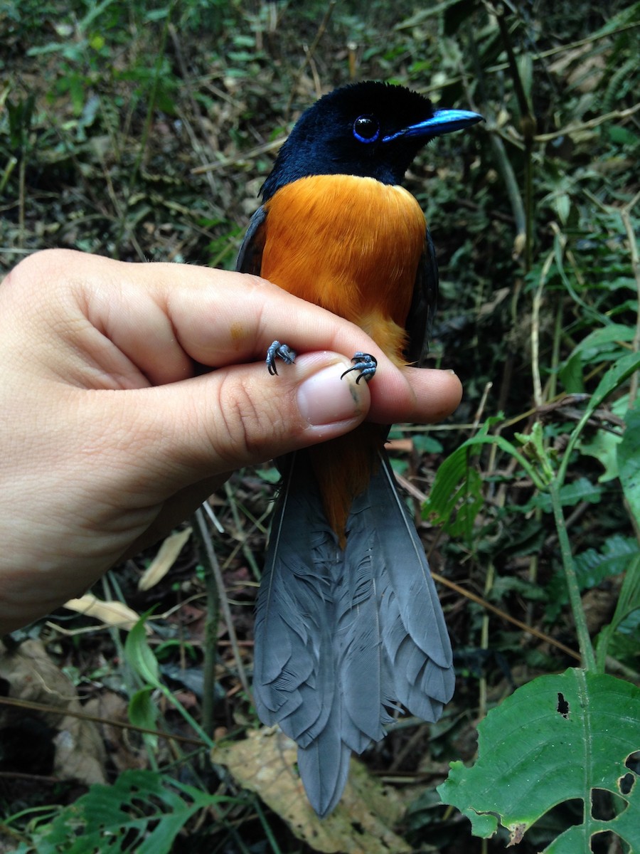 Black-headed Paradise-Flycatcher (Tricolored) - ML49310591