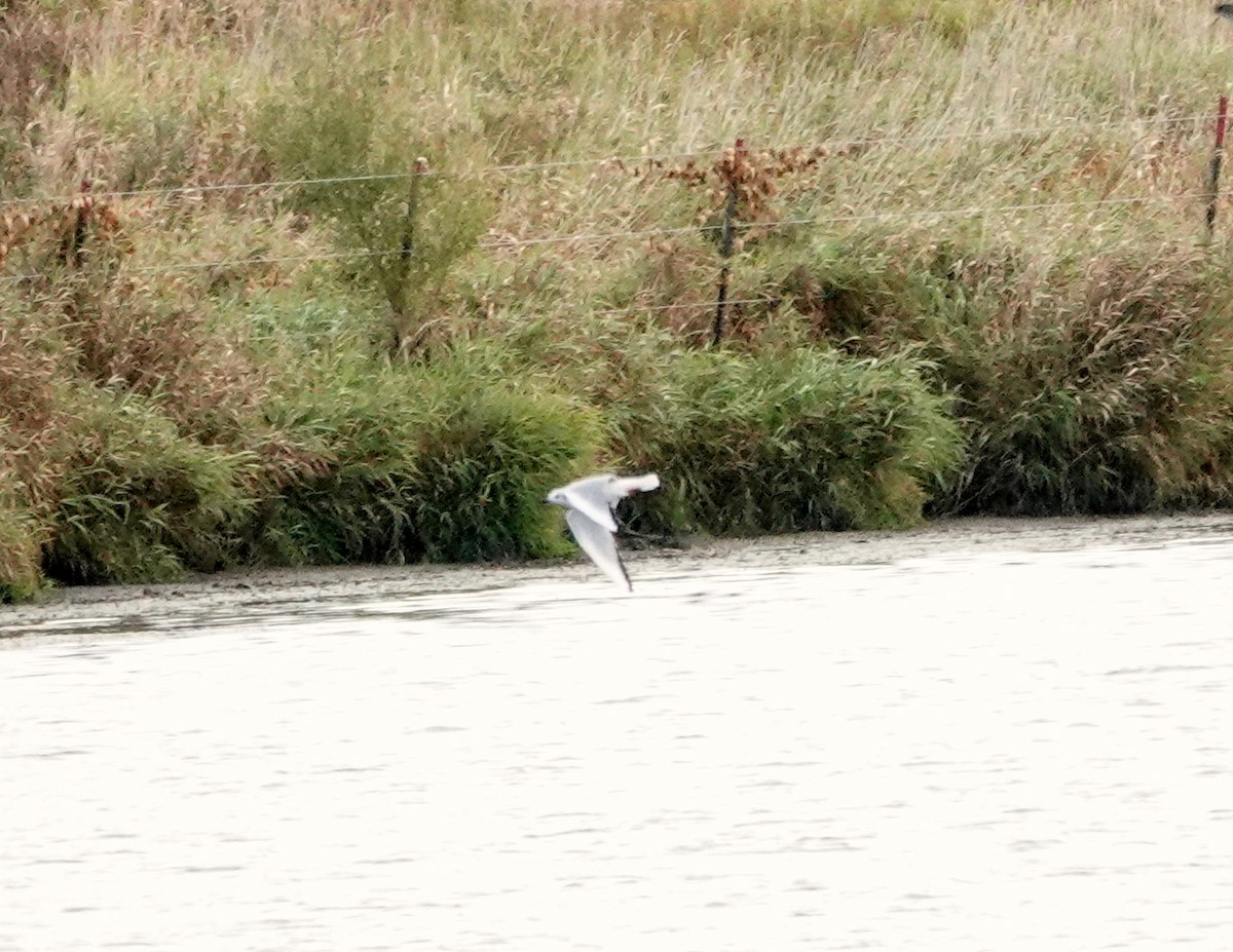 Bonaparte's Gull - ML493106141