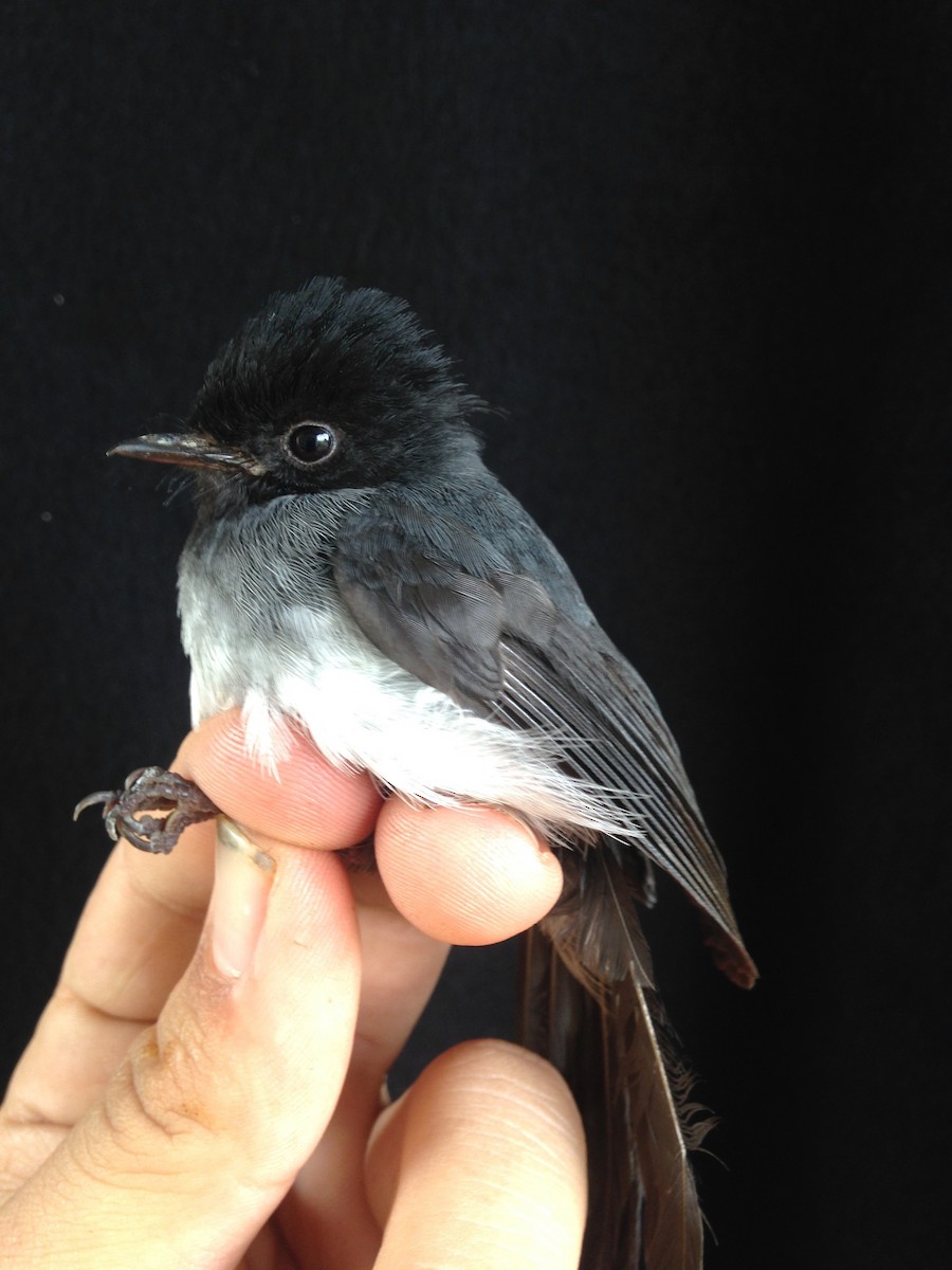 White-bellied Crested Flycatcher (White-bellied) - ML49310641