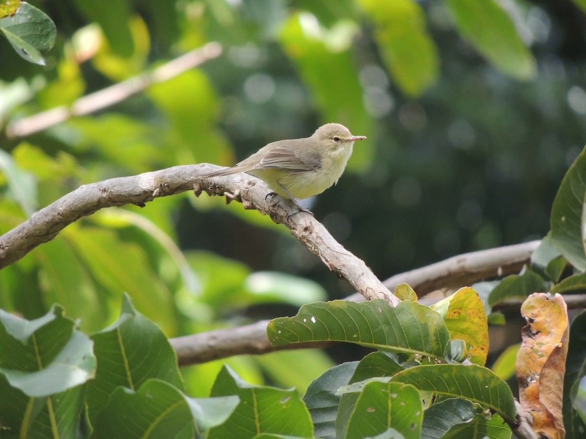 Rodrigues Warbler - ML493107391