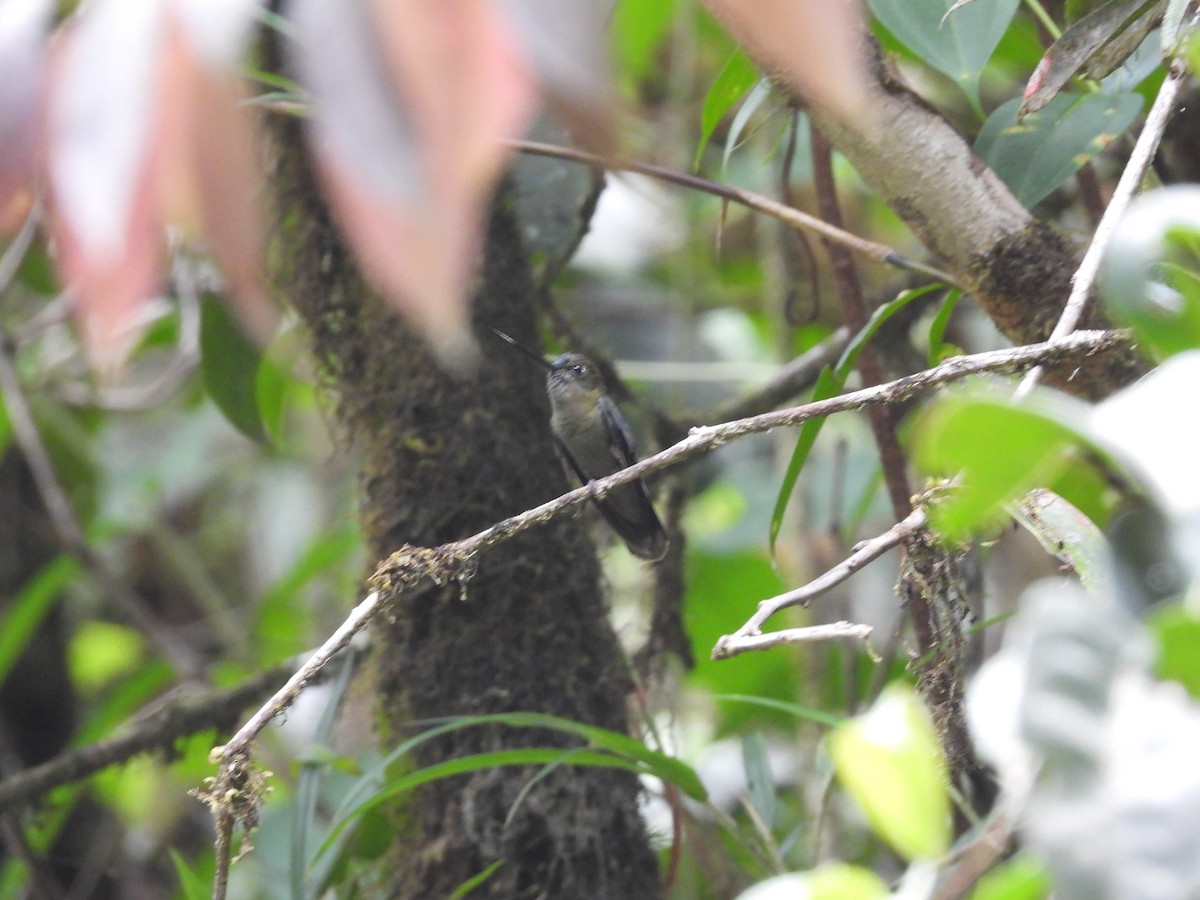 Blue-fronted Lancebill - Andy Ruiz Peña