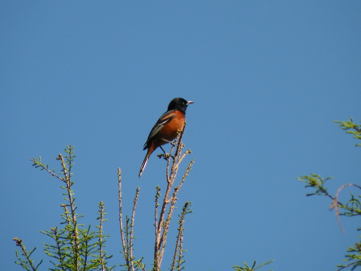 Orchard Oriole - ML493107911