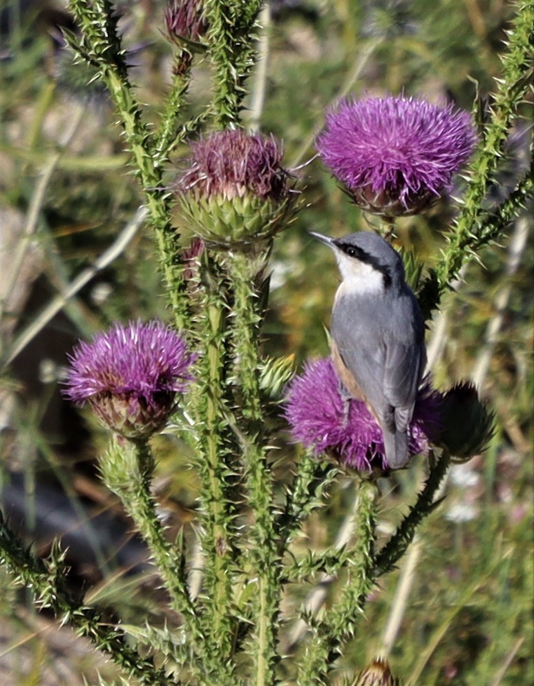 Western Rock Nuthatch - ML493107921