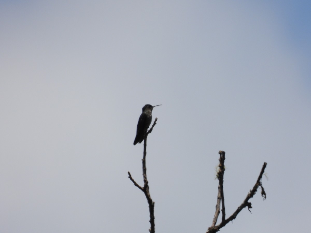 White-bellied Woodstar - ML493107941