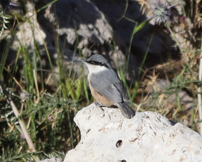 Western Rock Nuthatch - עוזי שמאי