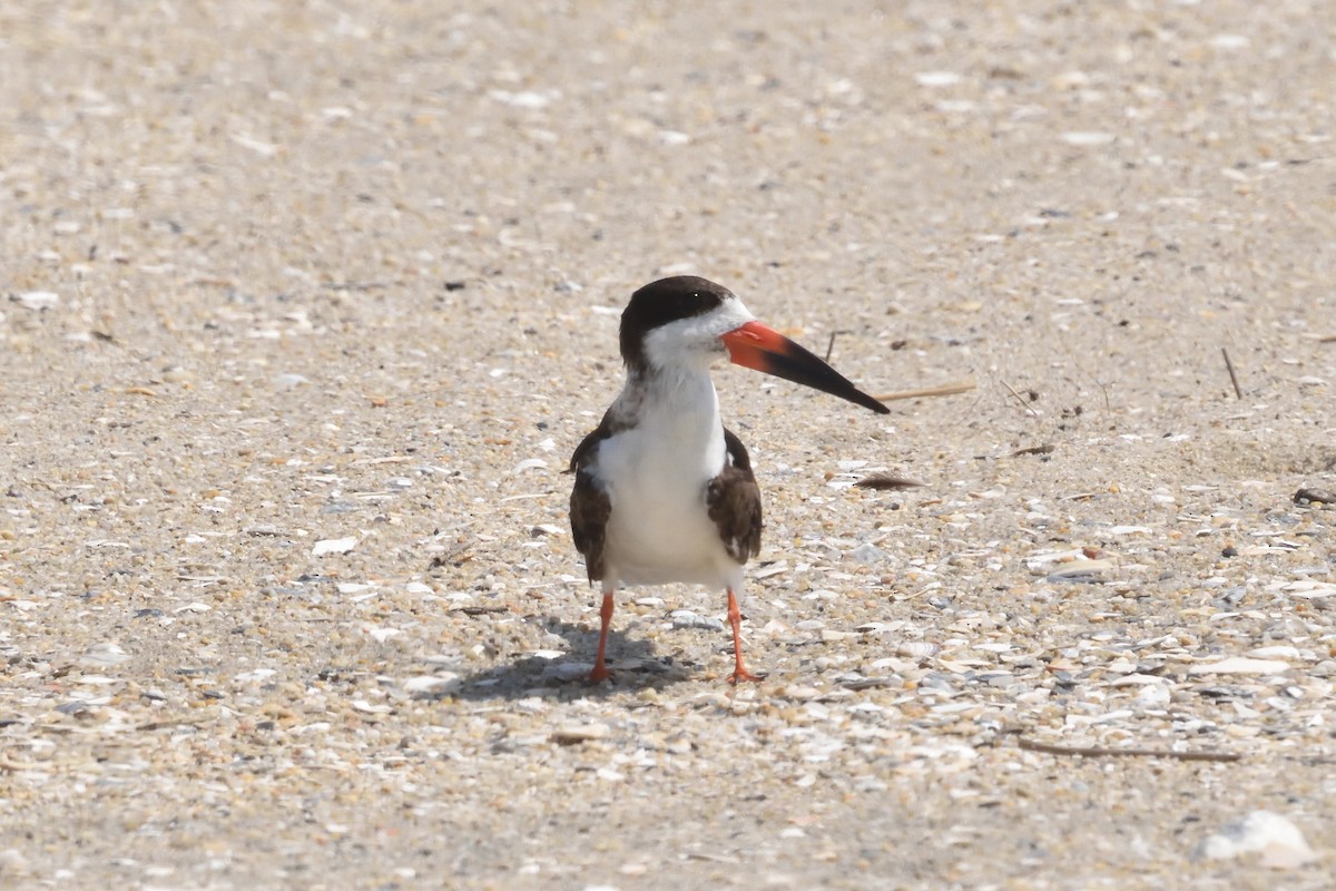 Black Skimmer - Casper Peters