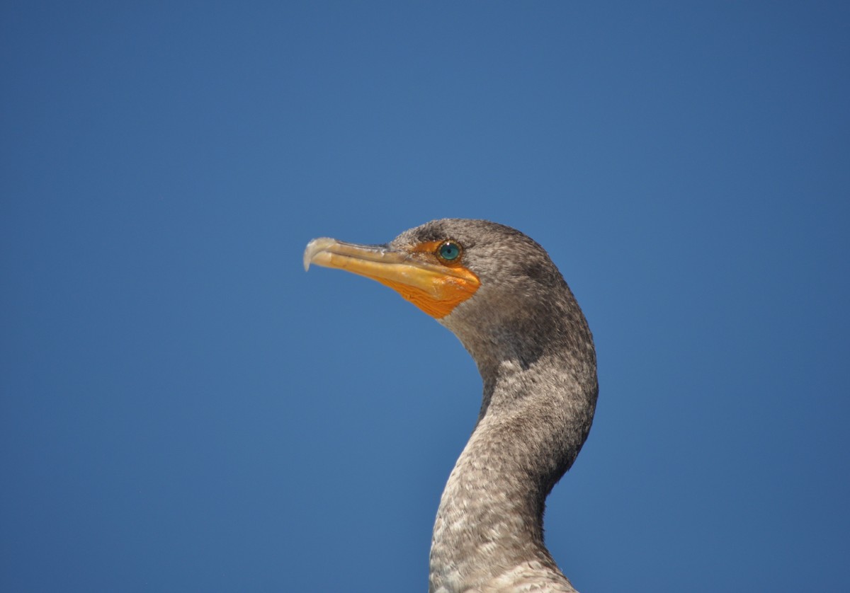Neotropic Cormorant - ML493109811