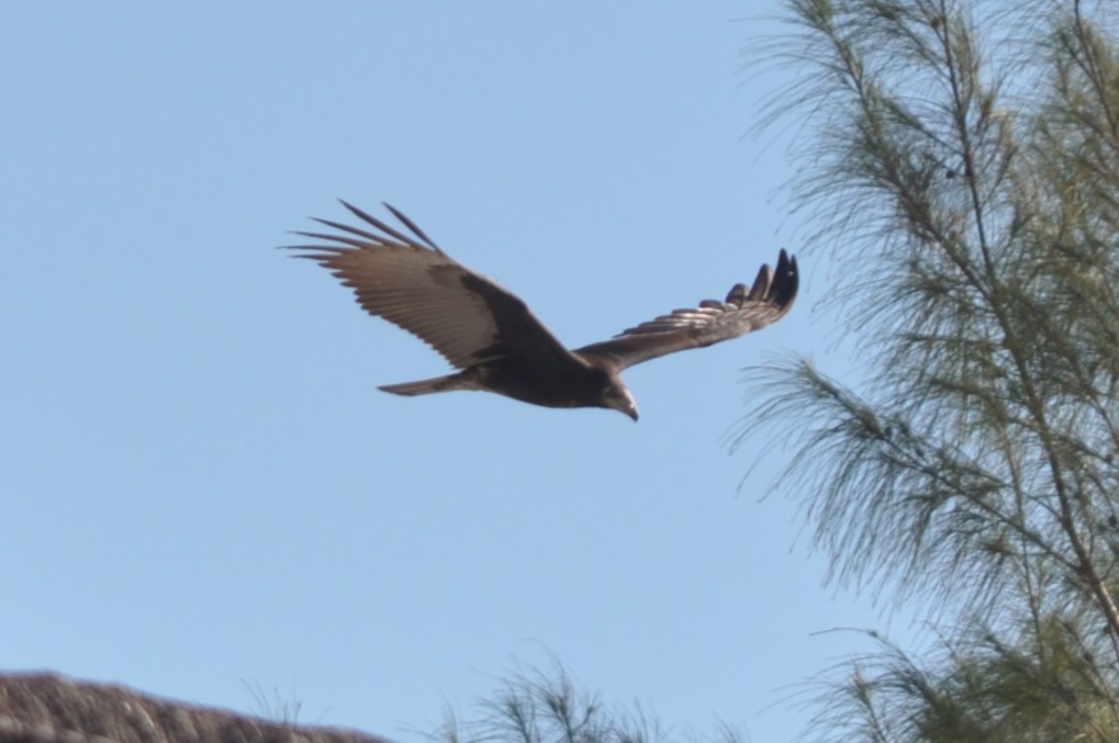 Lesser Yellow-headed Vulture - ML493109961