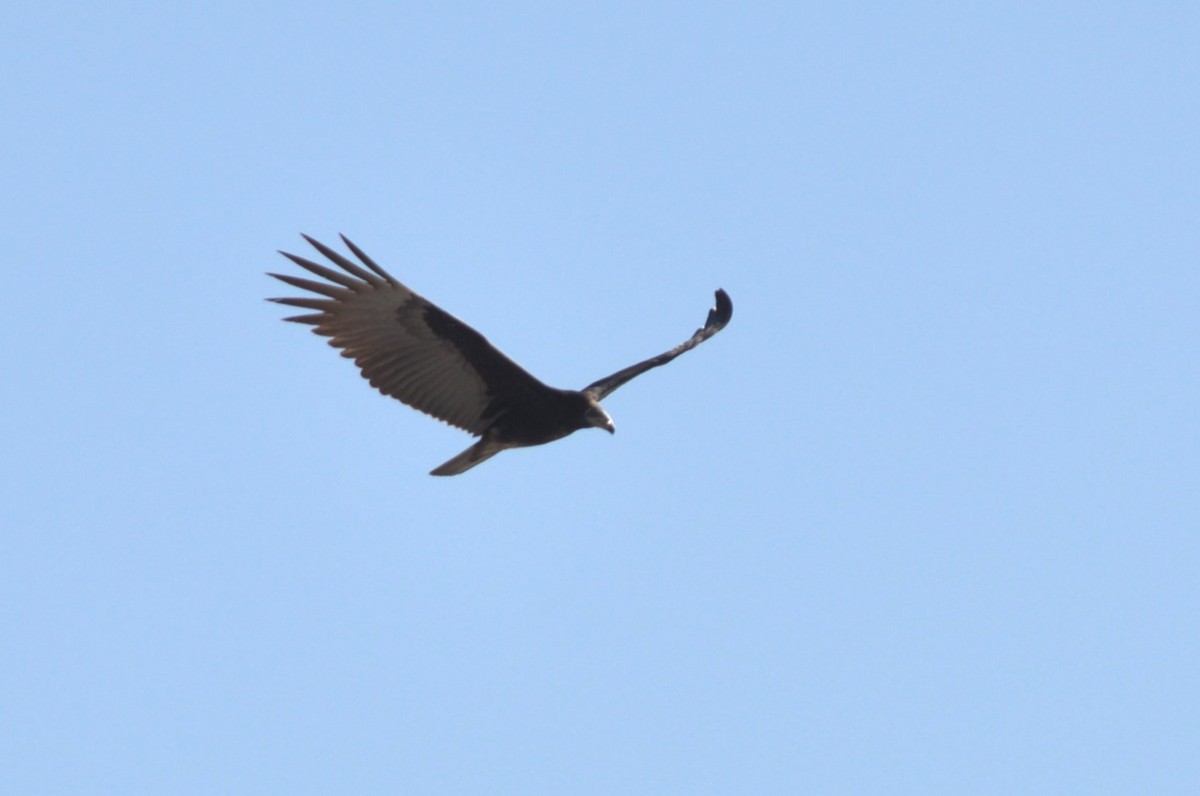 Lesser Yellow-headed Vulture - ML493110121