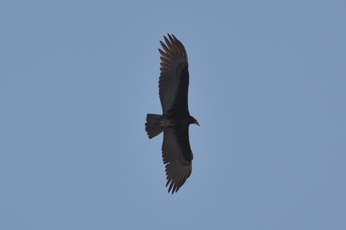 Lesser Yellow-headed Vulture - ML493110251