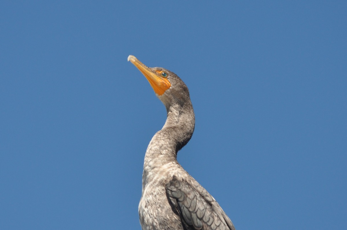 Neotropic Cormorant - ML493110471