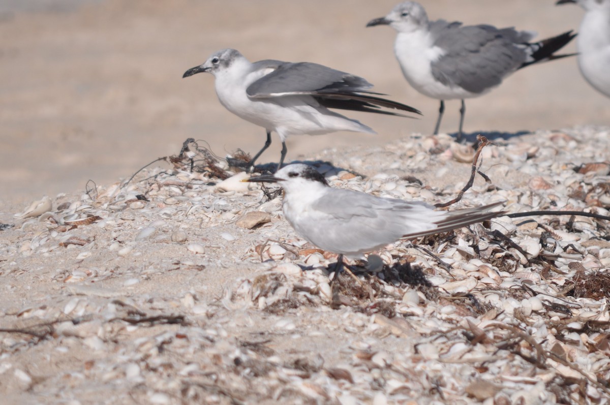 Sandwich Tern - ML493110711