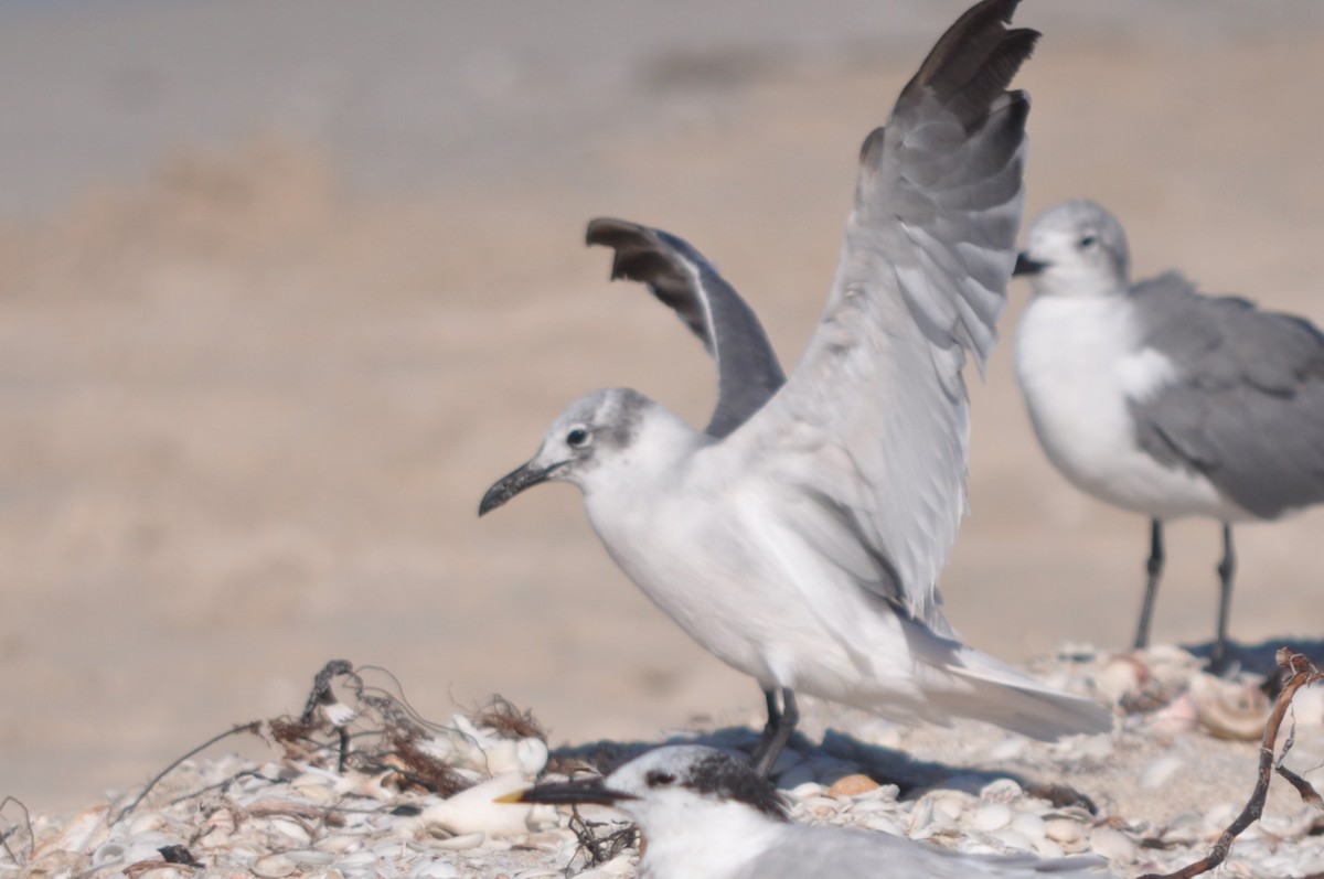 Laughing Gull - ML493110841