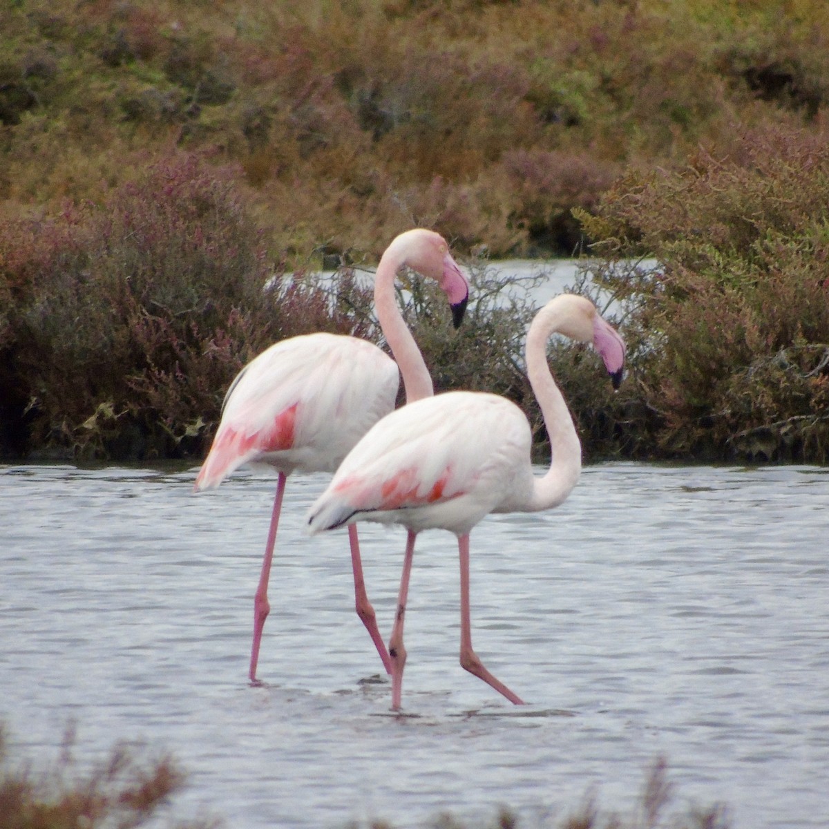 Greater Flamingo - ML493110871