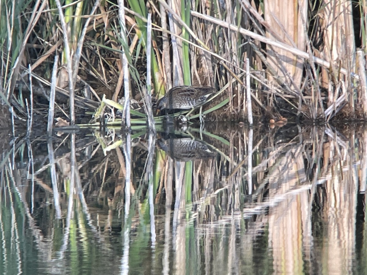 Spotted Crake - Ilias Van Hende