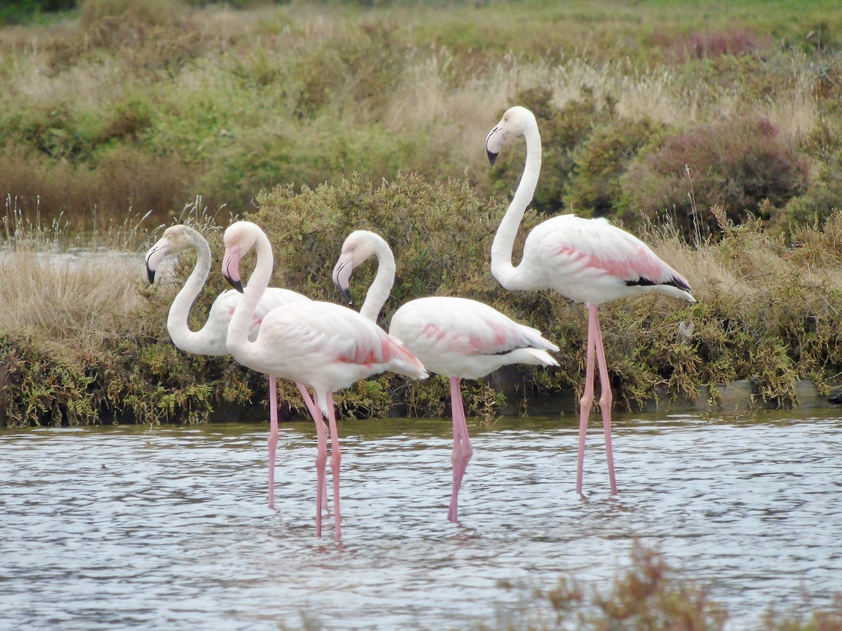 Greater Flamingo - ML493110971
