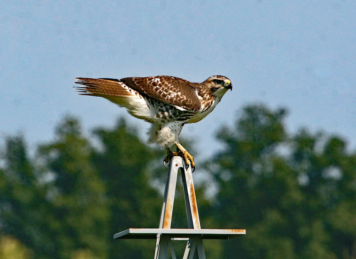 Red-tailed Hawk - Clint Murray