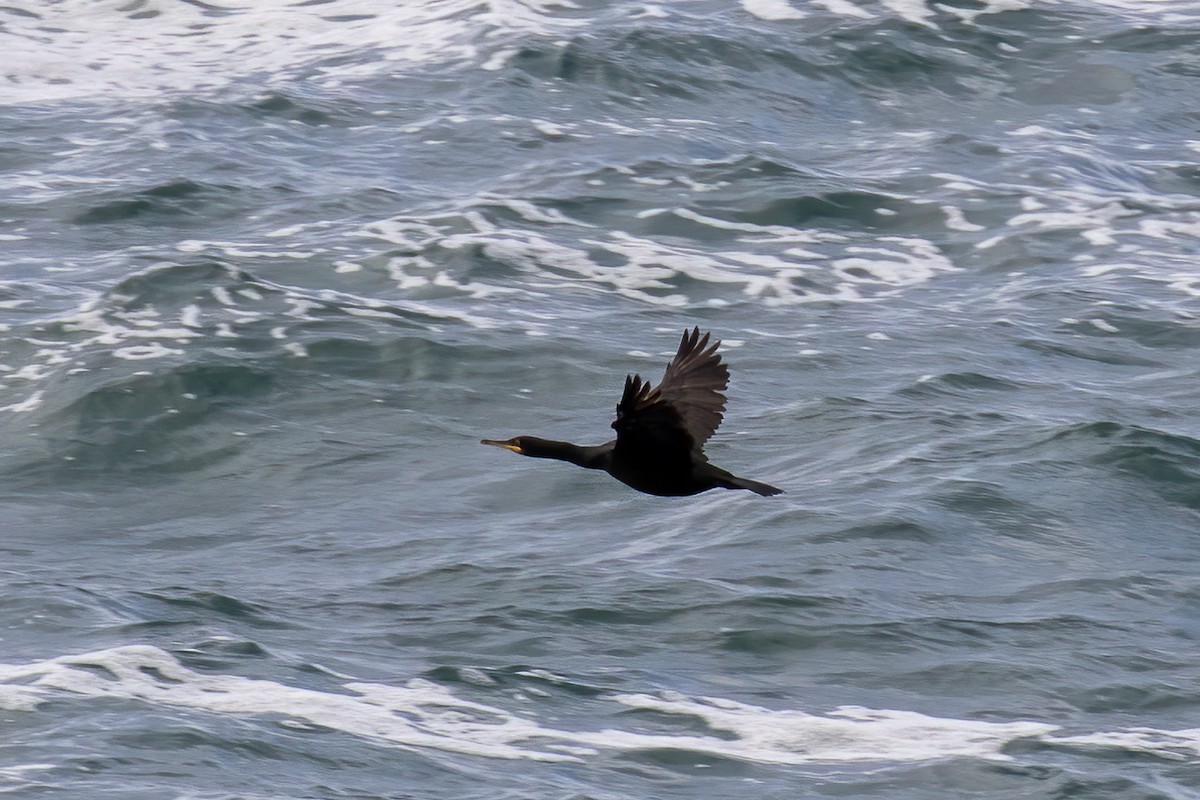 European Shag - ML493111501