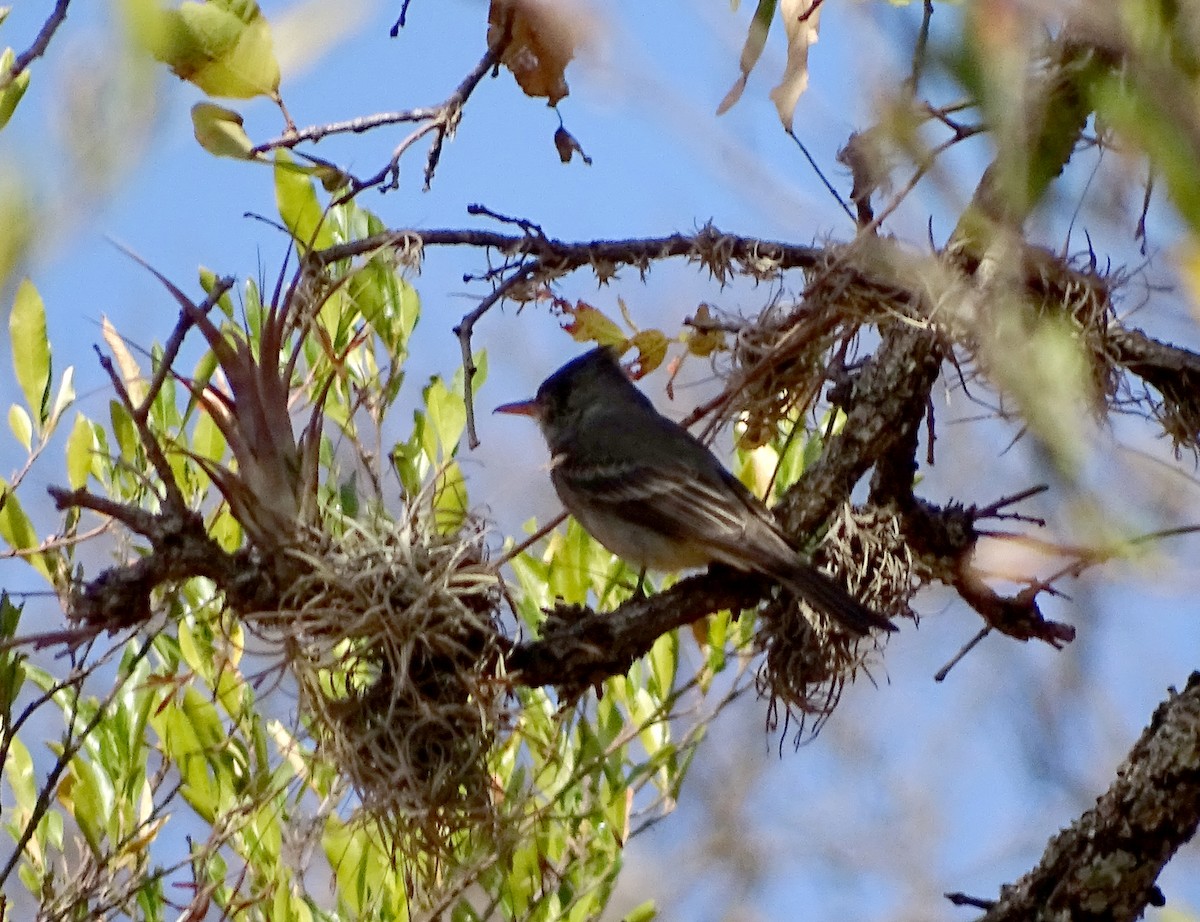 Greater Pewee - ML49311181