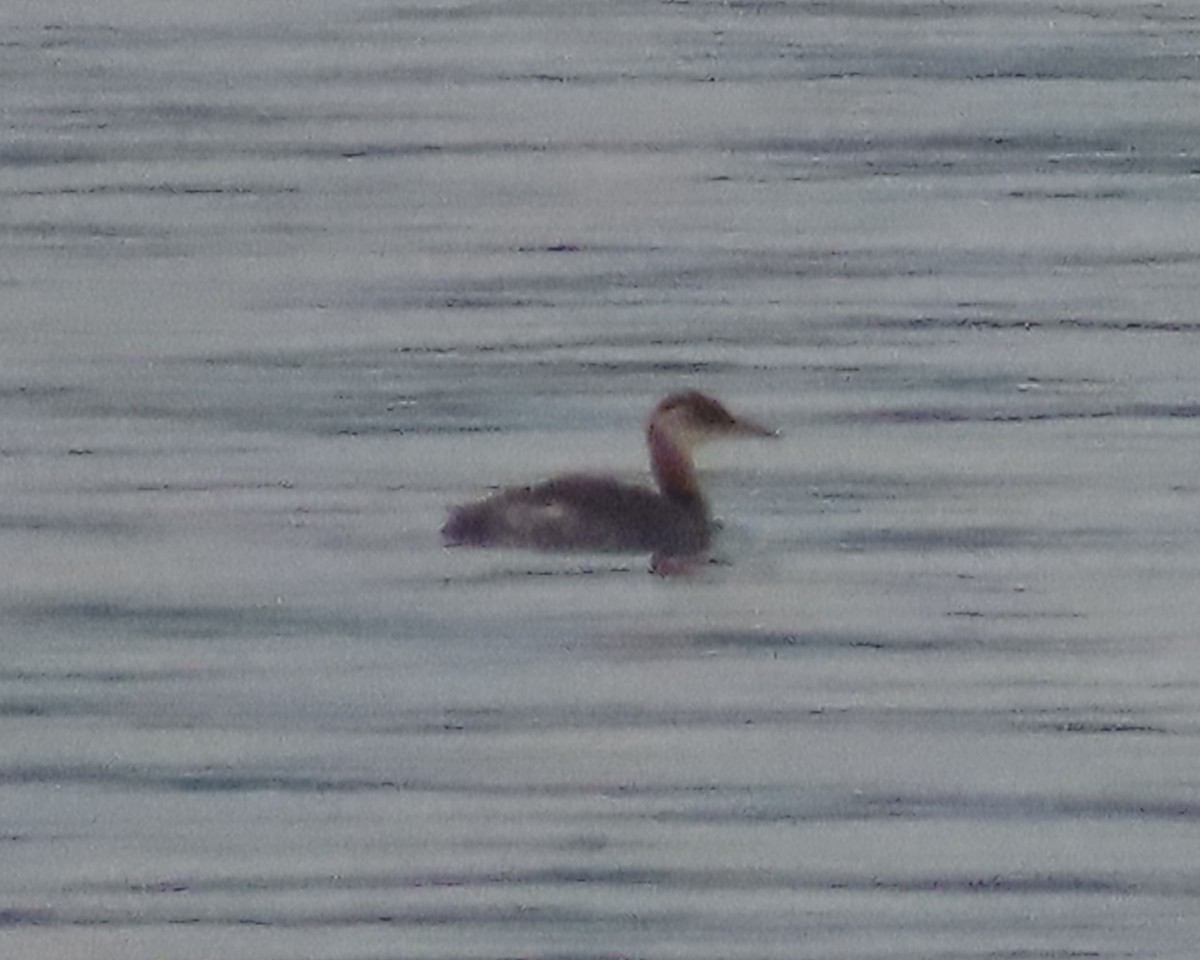 Red-necked Grebe - ML493112151