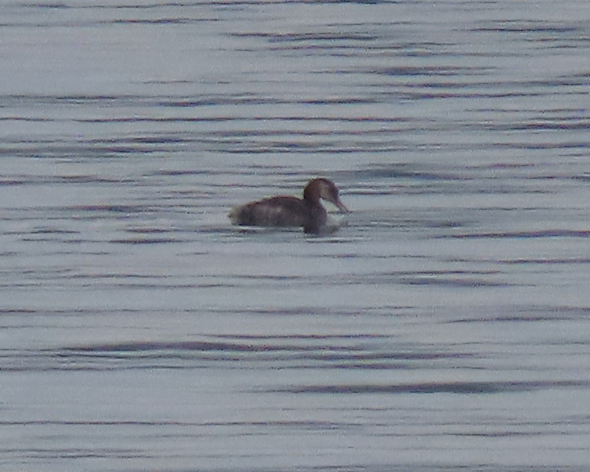 Red-necked Grebe - ML493112161