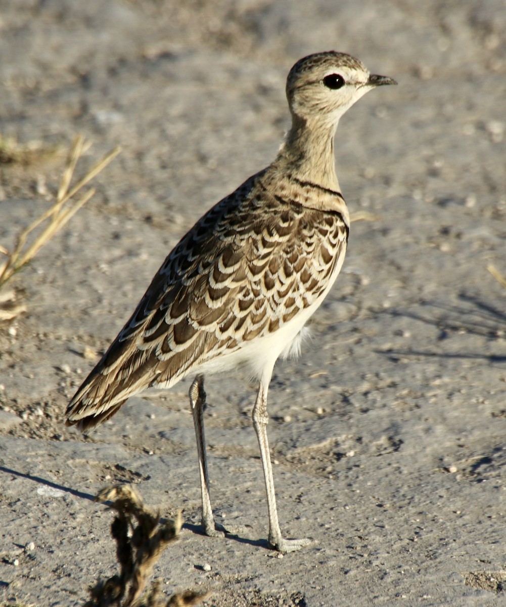 Double-banded Courser - ML493112311