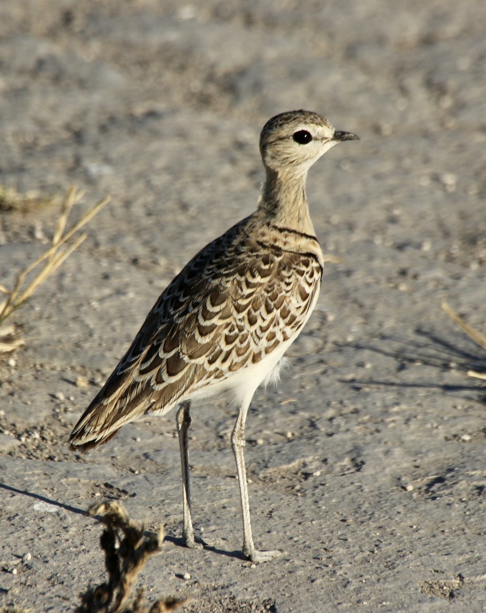 Double-banded Courser - ML493112321