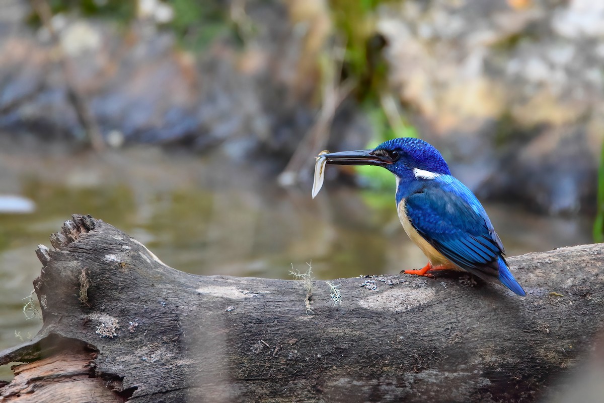 Half-collared Kingfisher - Regard Van Dyk