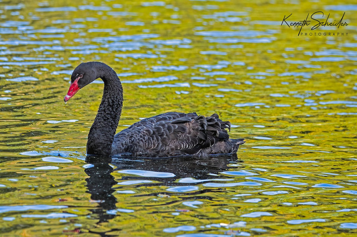 Black Swan - ML493113911