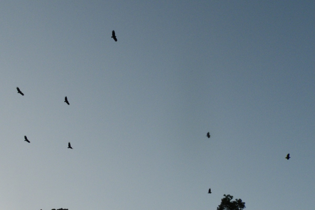 Black Vulture - ML493114051