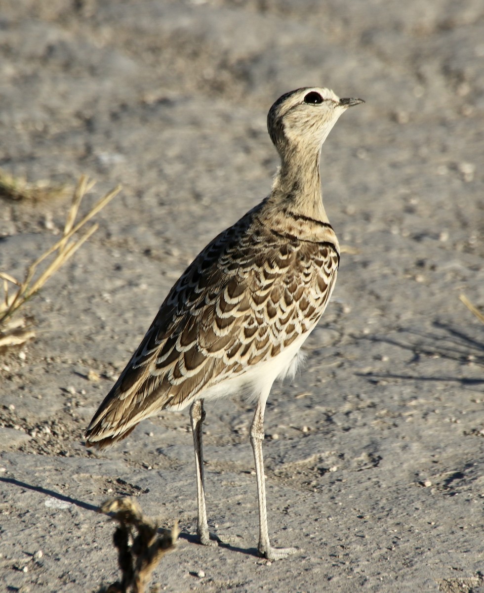Double-banded Courser - ML493114241