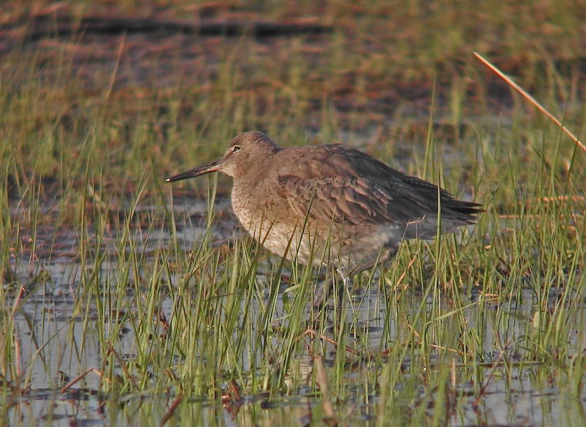 Willet - ML493114701