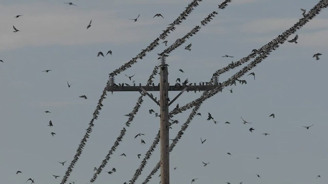 Tree Swallow - ML493116421