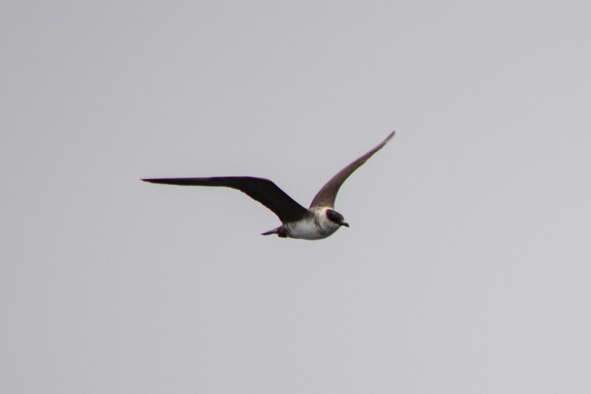 Long-tailed Jaeger - ML493116801