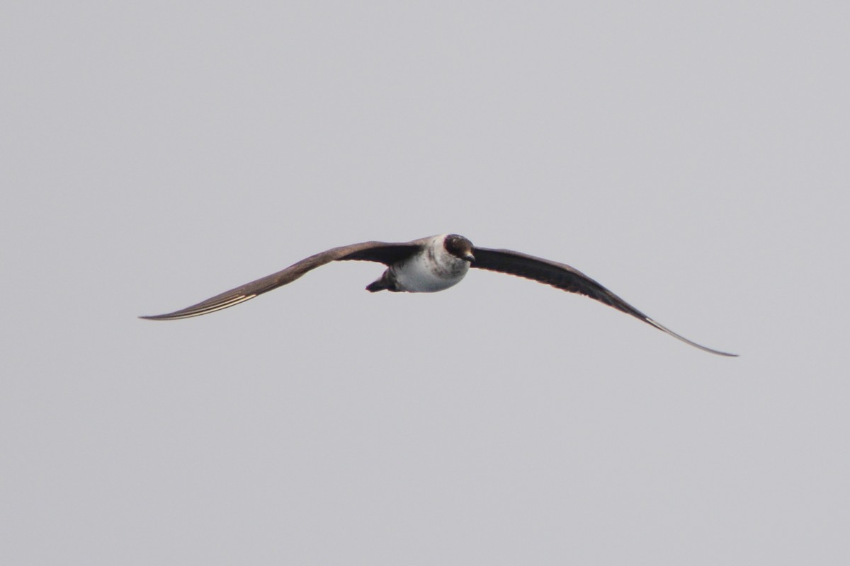 Long-tailed Jaeger - ML493116821