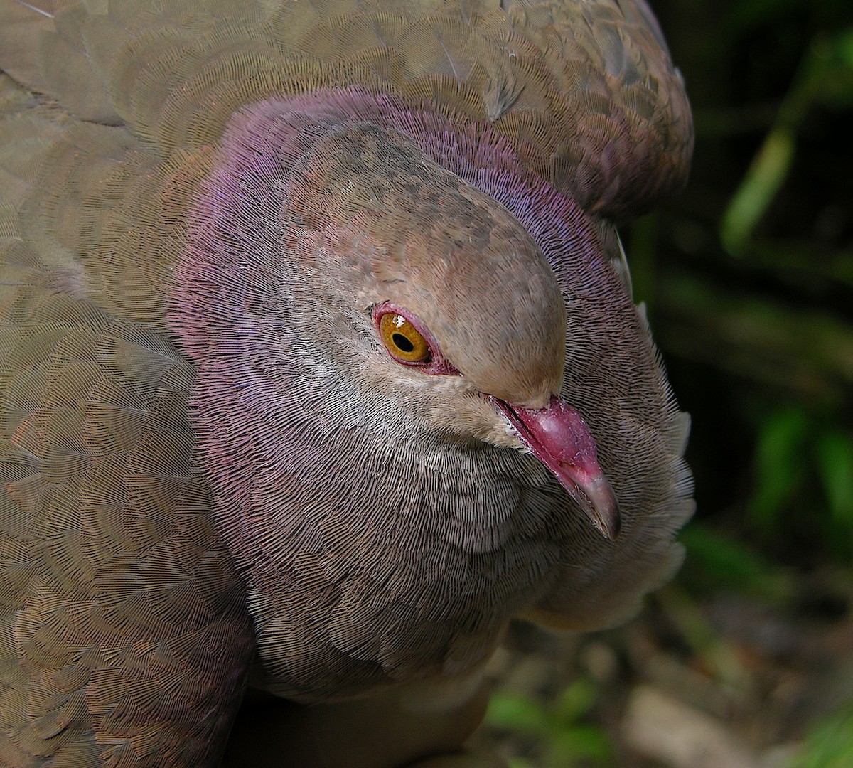 Violaceous Quail-Dove - ML493117041