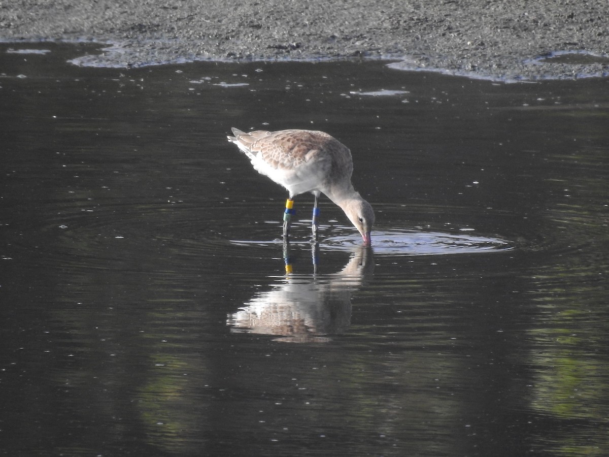 Black-tailed Godwit - Thibault Dieuleveut