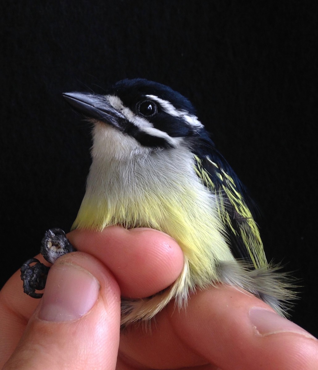 Yellow-rumped Tinkerbird - ML49312161