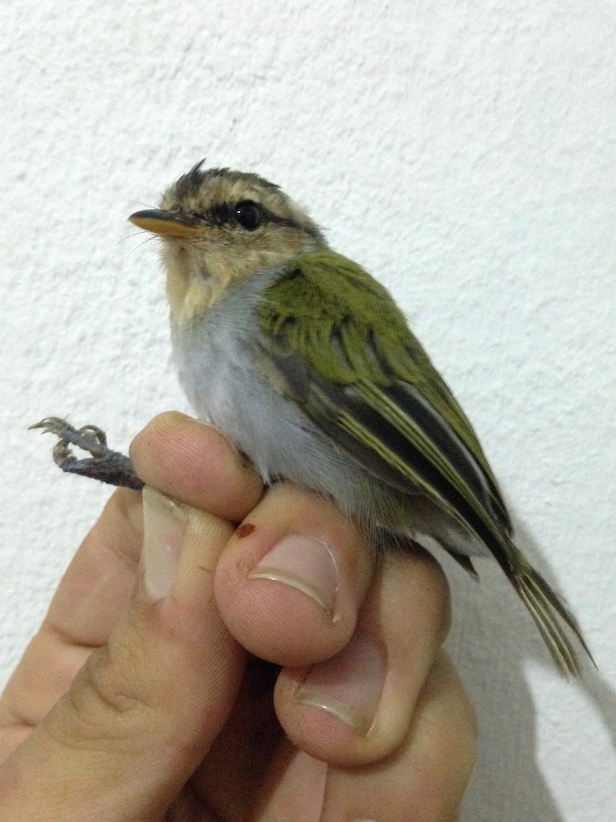 Mosquitero Capirotado - ML49312181