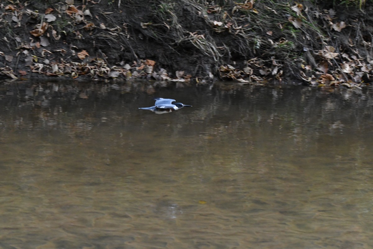 Belted Kingfisher - ML493124071