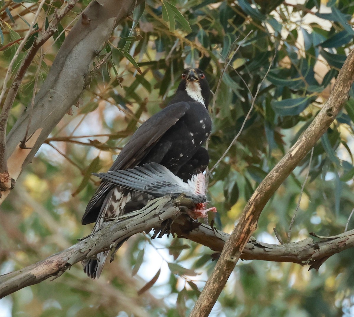 Black Goshawk - ML493124551