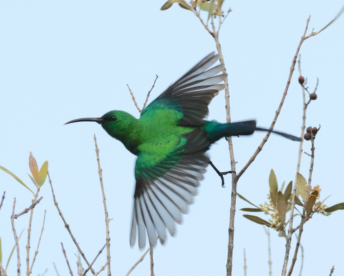 Malachite Sunbird - ML493124751