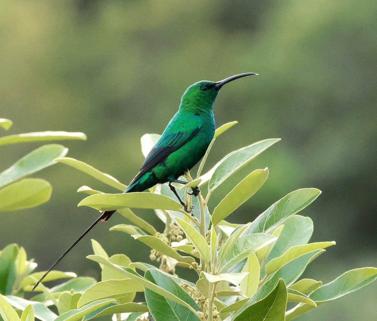 Malachite Sunbird - ML493124761