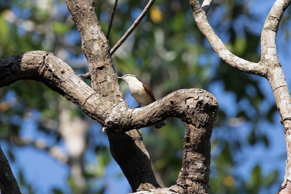 Giant Wren - ML49312501