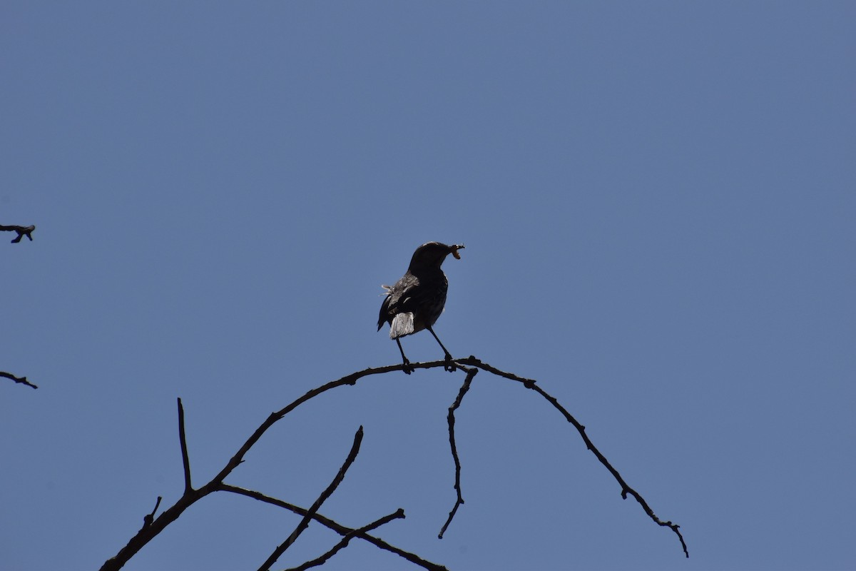 Chilean Mockingbird - ML493125151