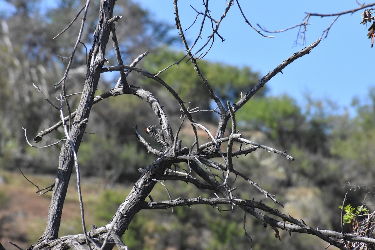 Striped Woodpecker - ML493125561