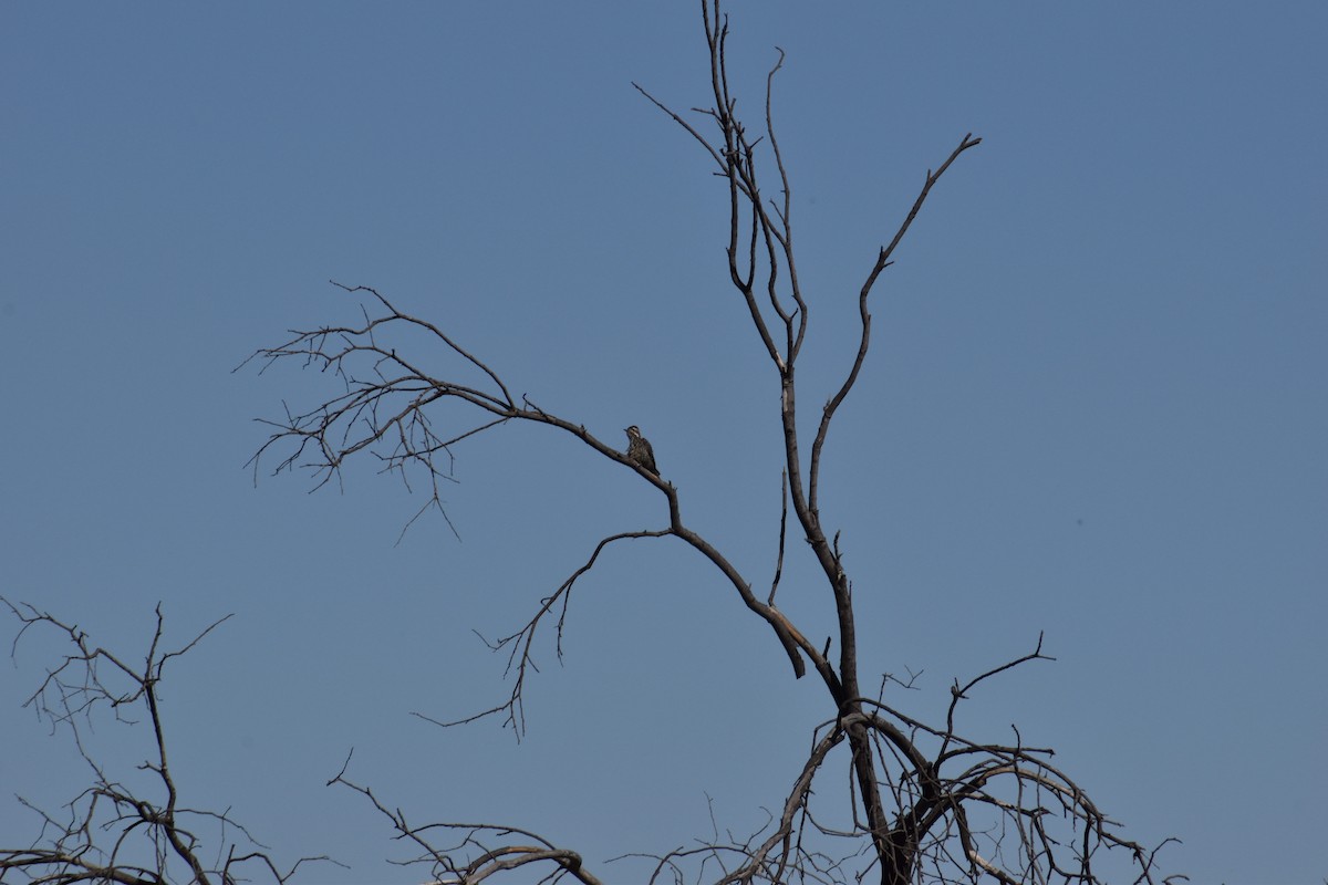 Striped Woodpecker - ML493125571