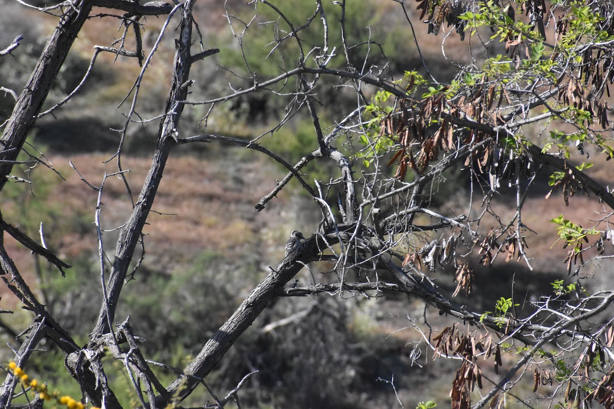 Striped Woodpecker - ML493125581