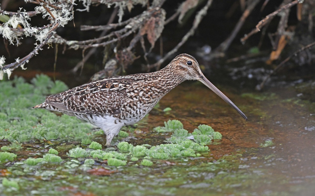 Noble Snipe - Christoph Moning