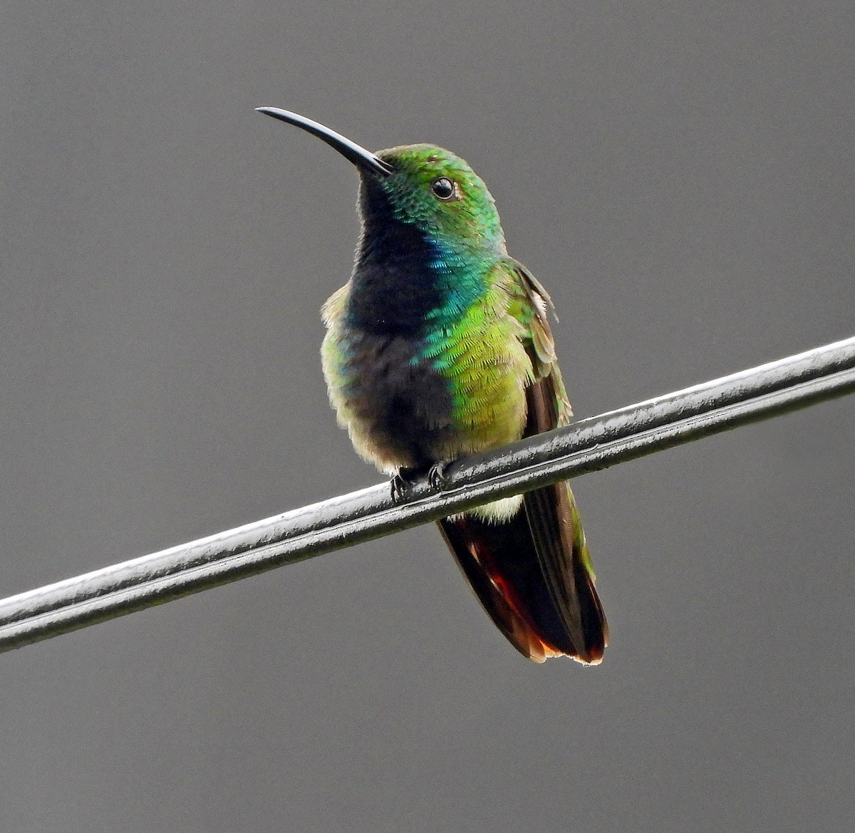 kolibřík lesklý - ML493126191